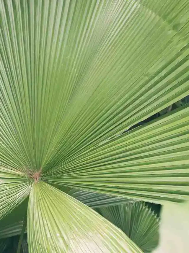 Descubra os Segredos Fascinantes da Palmeira-Leque!
