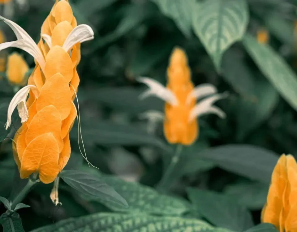 camarão-amarelo em jardim com flores em formato de espiga