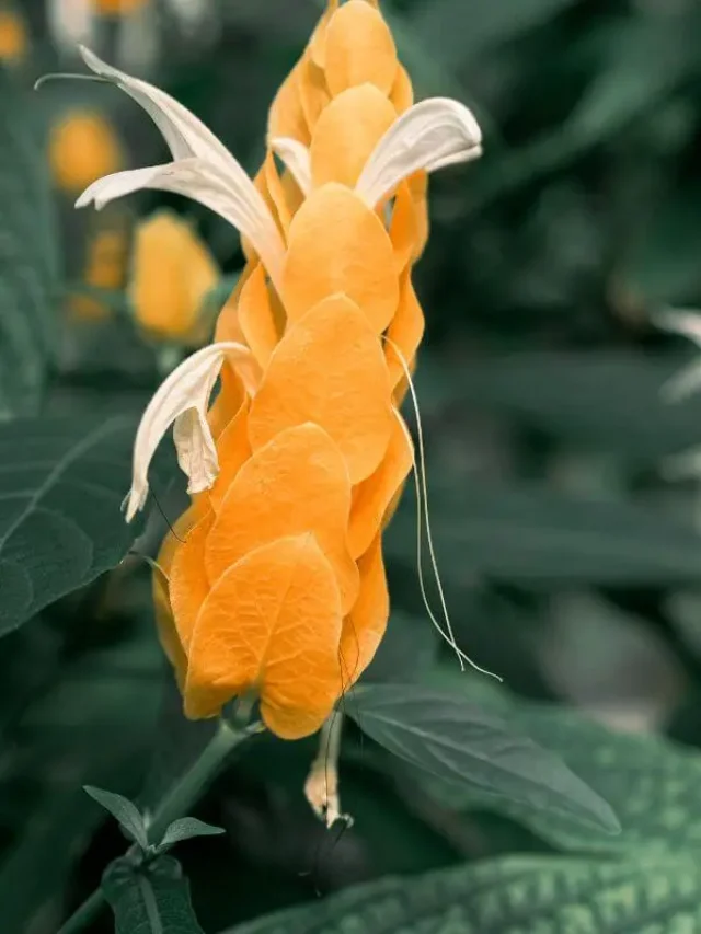 Alerta de Tendência: Por que o Camarão Amarelo é a Planta do Momento?