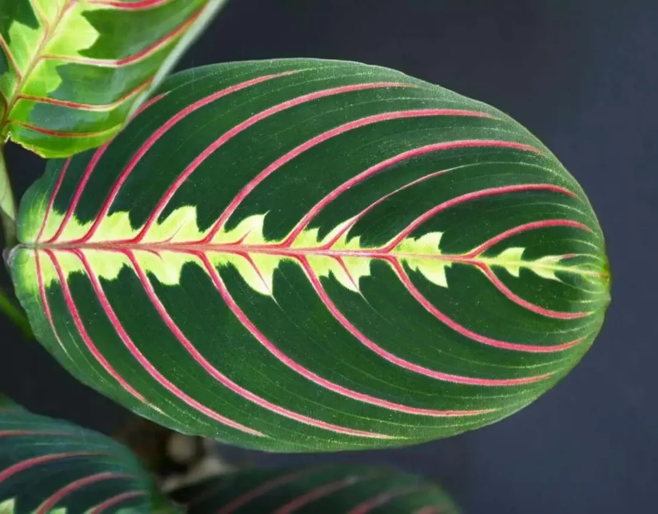 maranta leuconeura