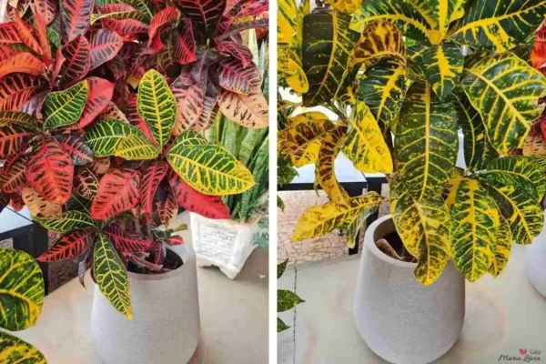 croton planta