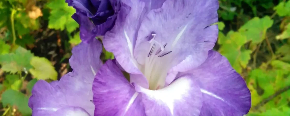 gladiolus