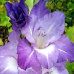 gladiolus