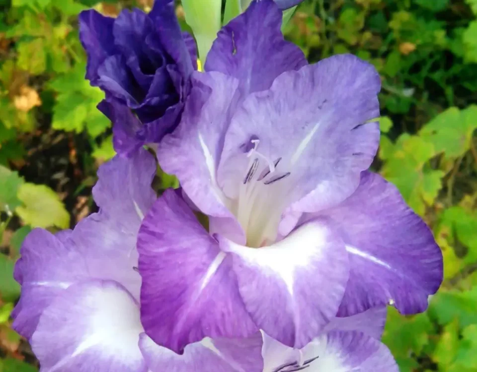 gladiolus