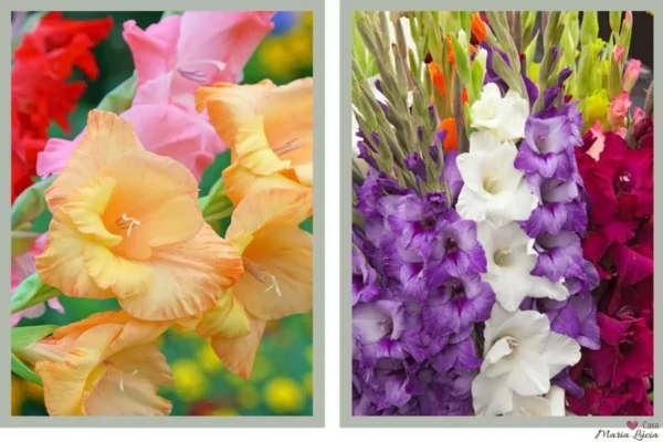 tipos-de-gladiolus