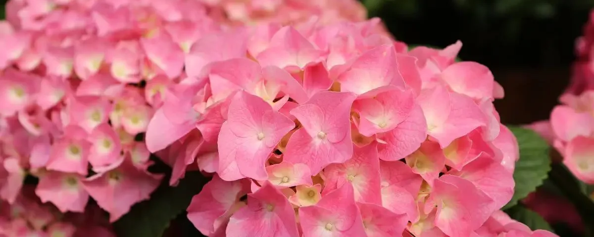 Como-cuidar-de-Hortensias