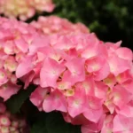 Como-cuidar-de-Hortensias