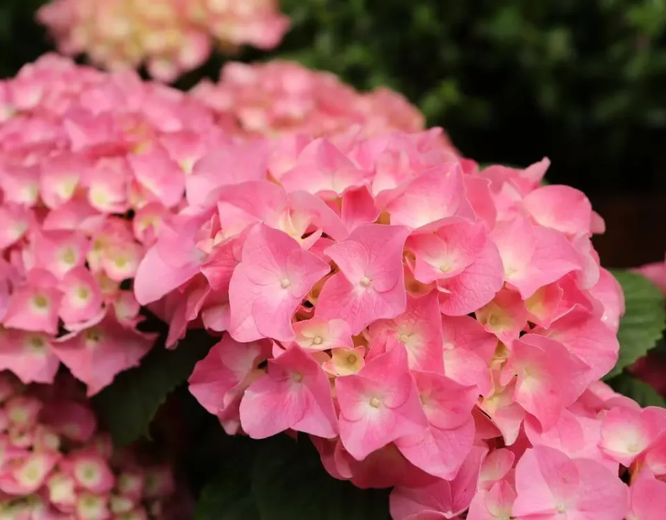 Como-cuidar-de-Hortensias
