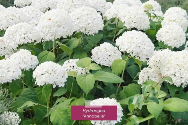Hydrangea-Annabelle