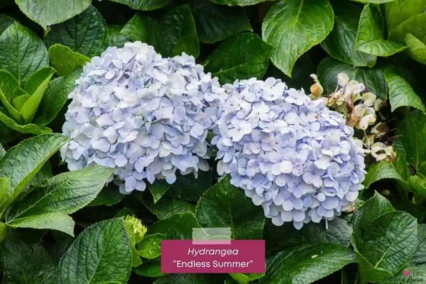 Como cuidar de hortênsias: Hydrangea-Endless-Summer