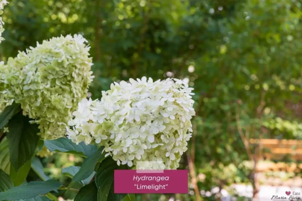 Hydrangea-Limelight