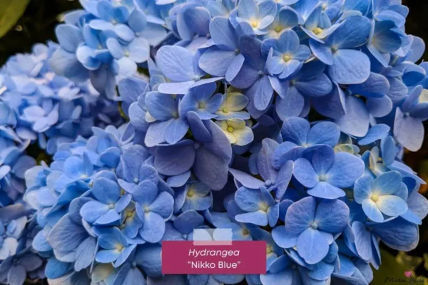 Hydrangea-nikko-blue