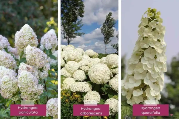 Hydrangea-paniculata-arborescens-quercifolia