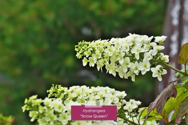 Como cuidar de hortensias: Hydrangea-snow-queen