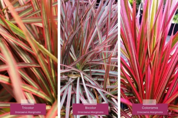 dracaena marginata tricolor bicolor colorama