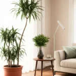 dracena margarita dracaena marginata