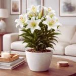 como cuidar de lirio branco em vasos