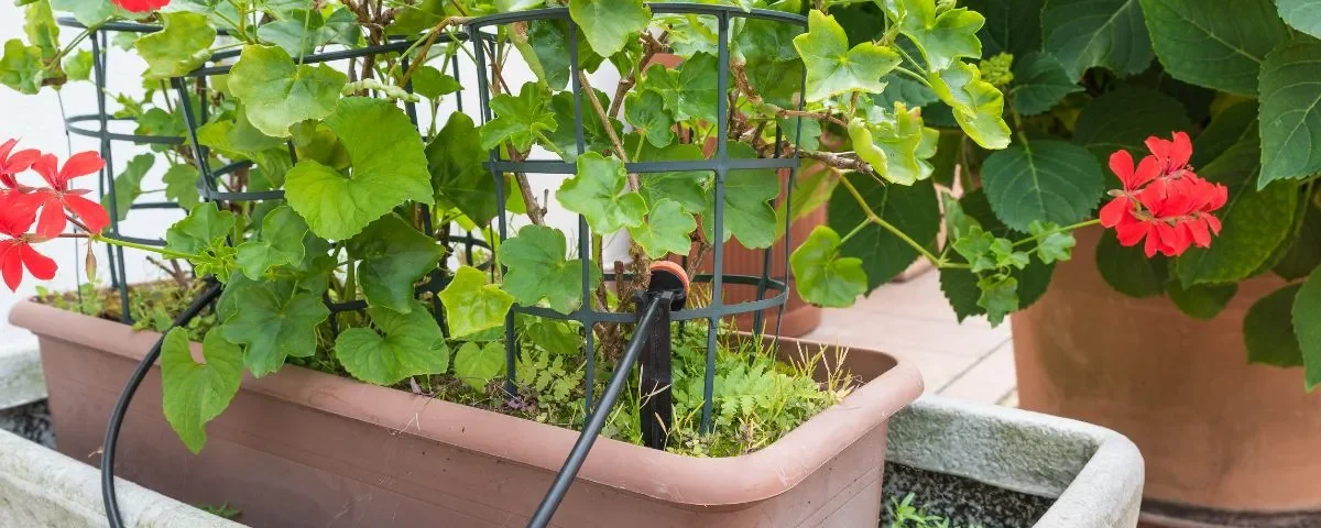 irrigação e rega no jardim