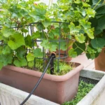 irrigação e rega no jardim