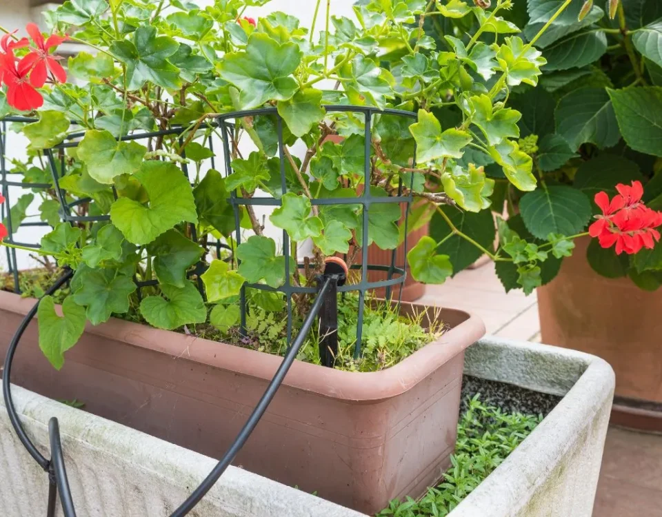 irrigação e rega no jardim