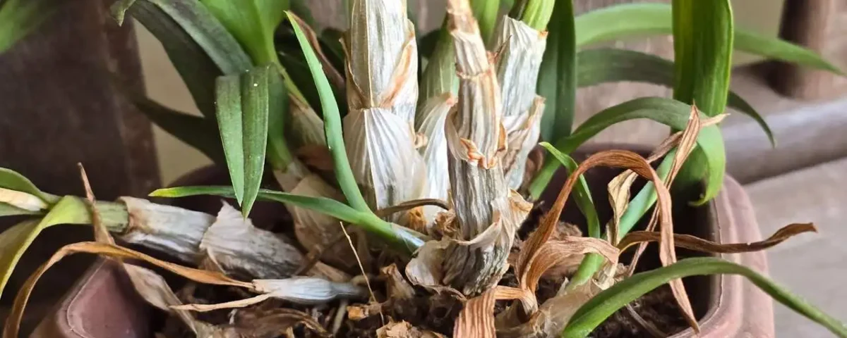 orquídea com folhas murchas e raízes secas