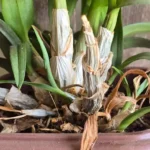 orquídea com folhas murchas e raízes secas