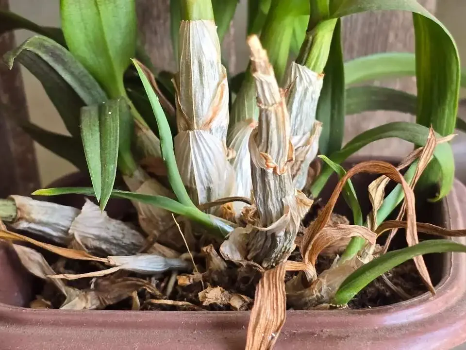 orquídea com folhas murchas e raízes secas